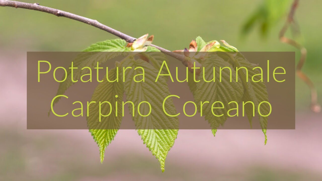 POTATURA AUTUNNALE Carpino Coreano