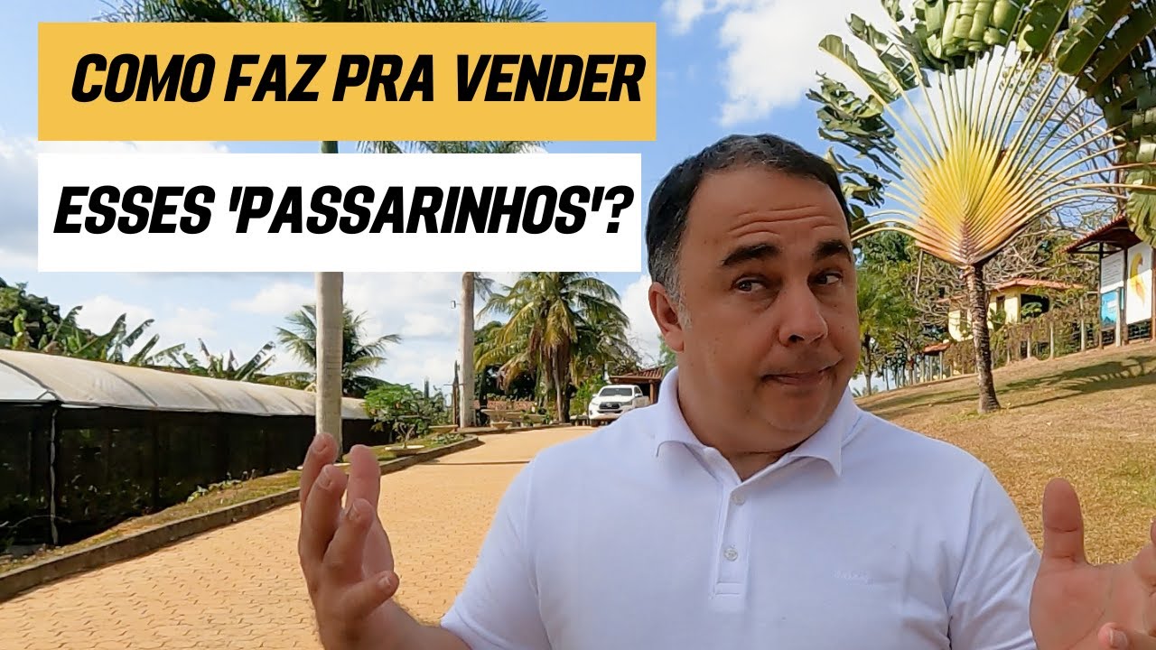 COMO VENDER FILHOTES DE RING NECK