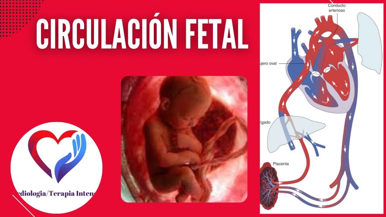 Como respira el bebé dentro de su mamá  ( Circulación fetal)