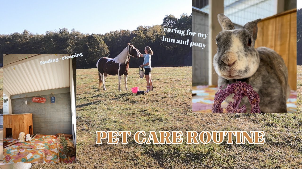 How I Care for My Pets - Our Morning + Evening Routine