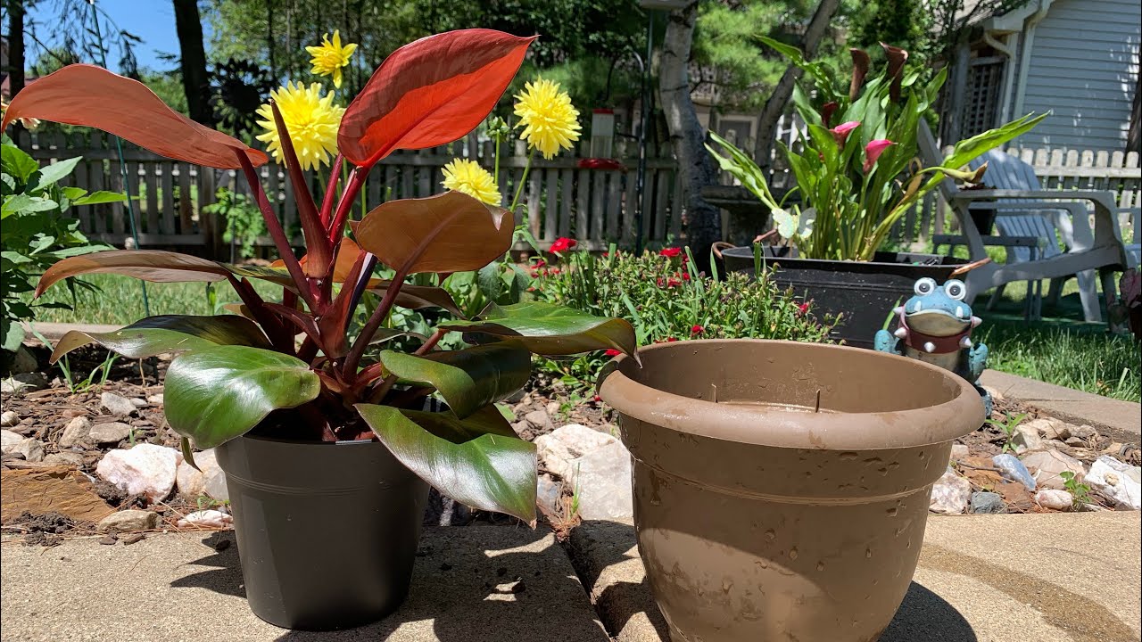 PHILODENDRON MCCOLLEYS FINALE REPOT & REPURPOSING AN OLD PLANTER DIY