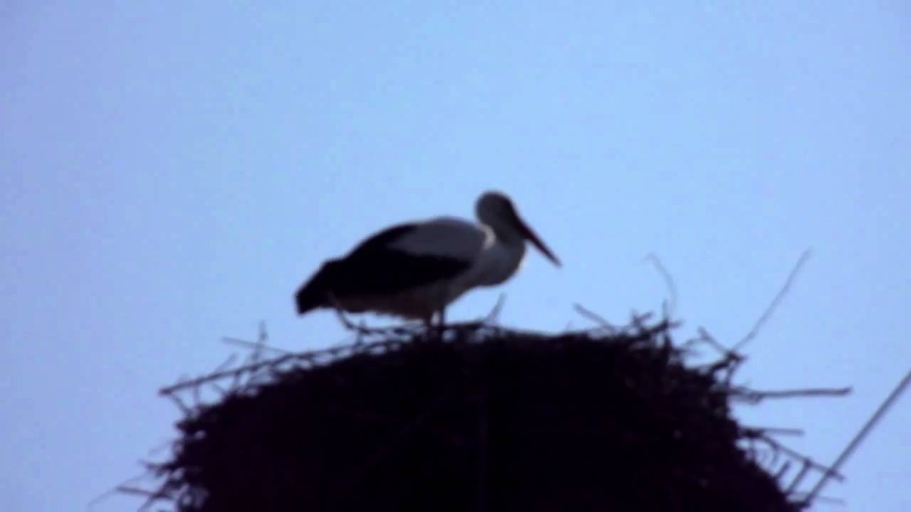 Bocian biały (Ciconia ciconia). 720P hd.