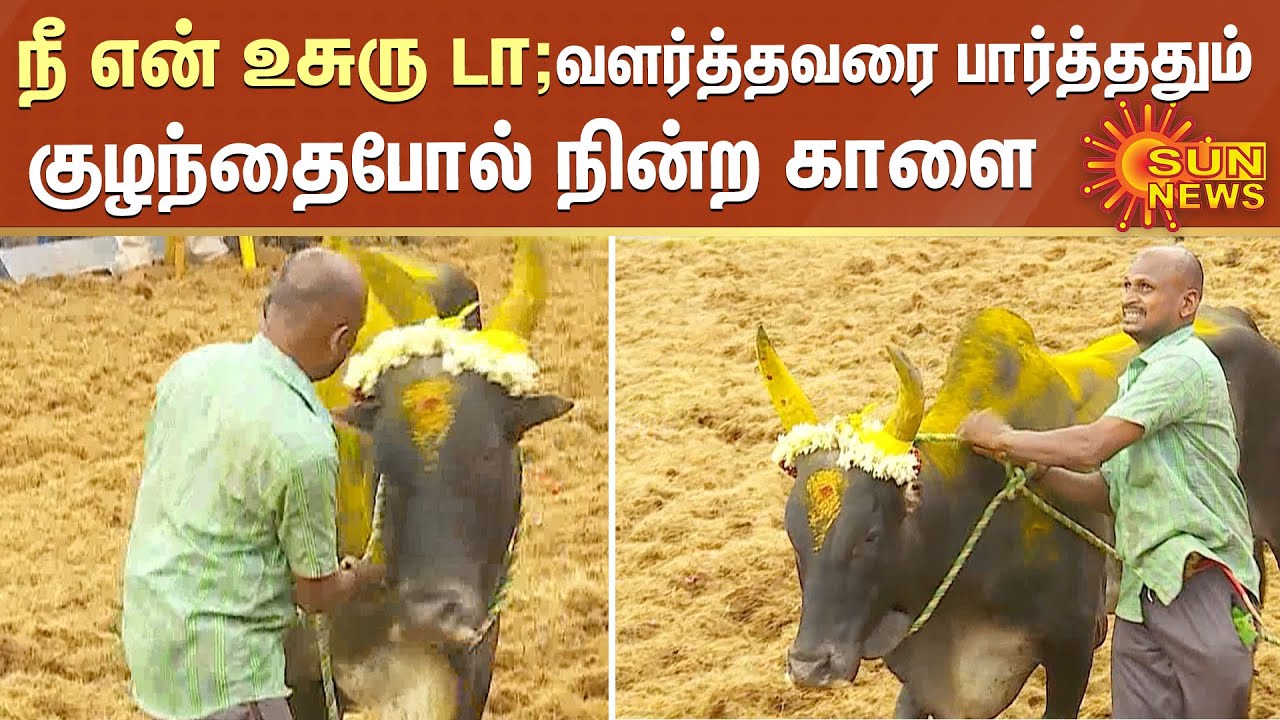 நீ என் உசுரு மேல ஒசத்தி ...உரிமையாளரை பார்த்ததும் குழந்தைபோல் மாறிய காளை | #Palamedu Jallikattu