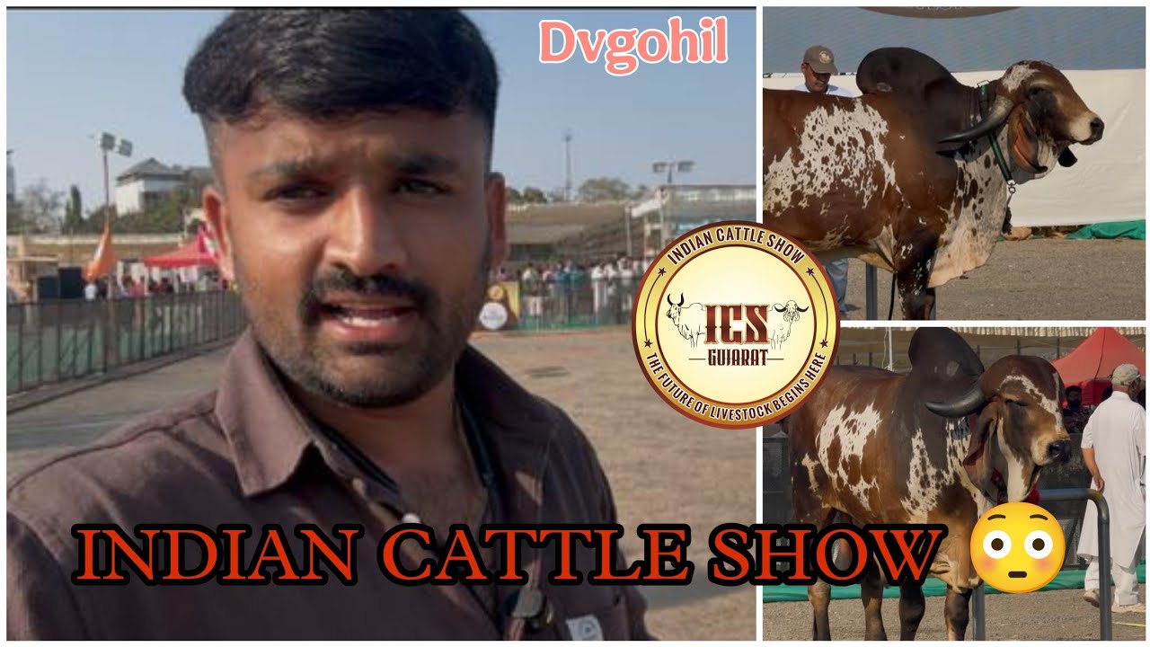 👑INDIAN CATTLE SHOW 🔥 Gir Bull Section ❤️ | Dvgohil |  #cow #indiancattle #bull 