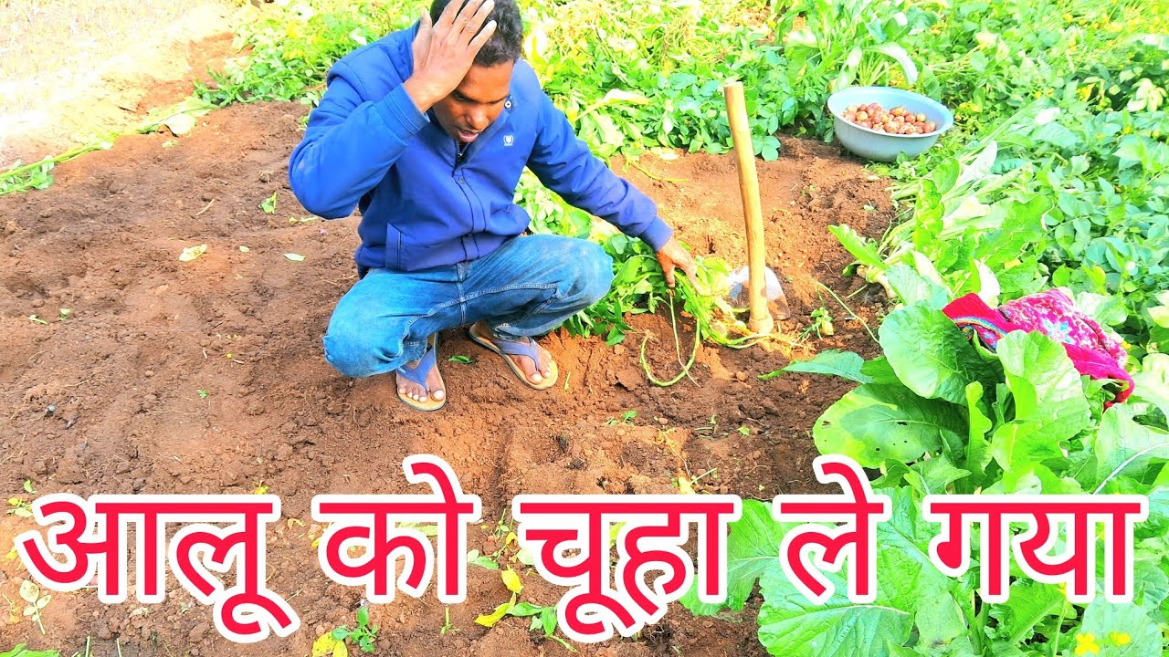 आलू को चूहा लें गया 