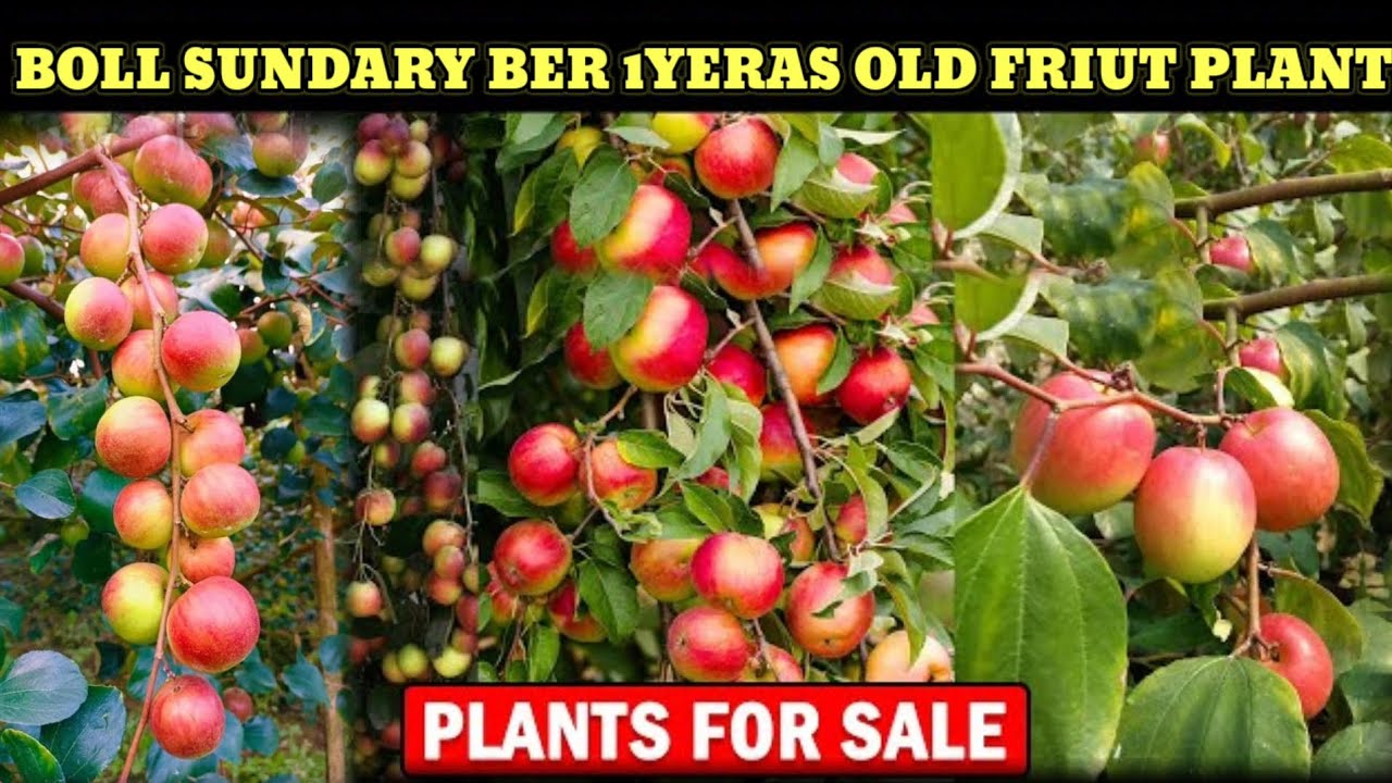 1years old Bal Sundari Apple per mother plant.commercial ke liye sabse achcha variety..Mo.9382204308