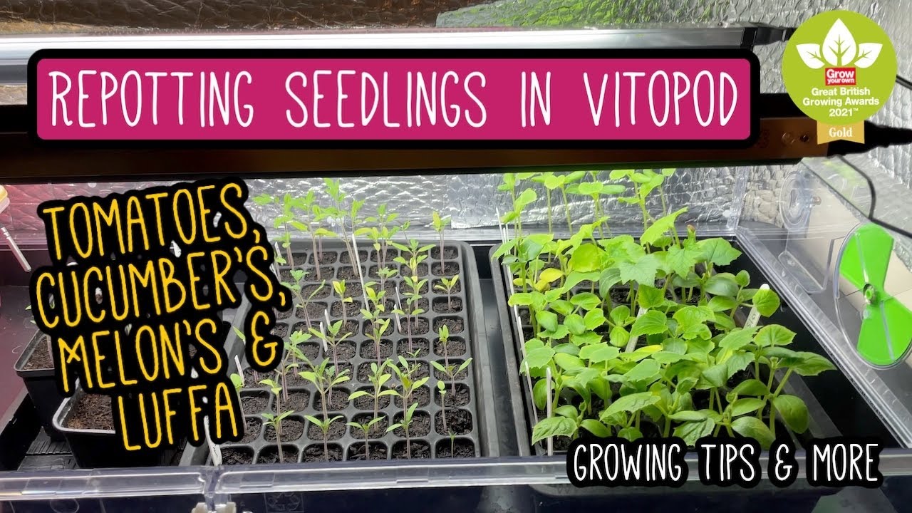 Repotting Seedlings In The Vitopod Heated Propagator  🌿🍅🍈🥒
