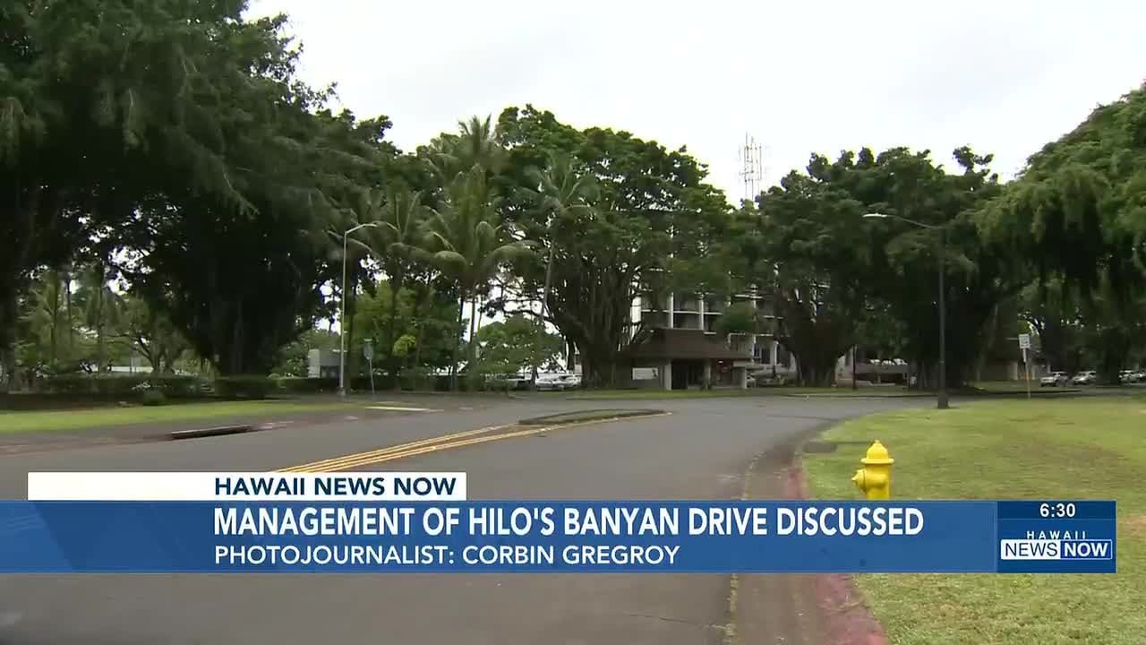 Future management of Hilo’s Banyan Drive up for discussion