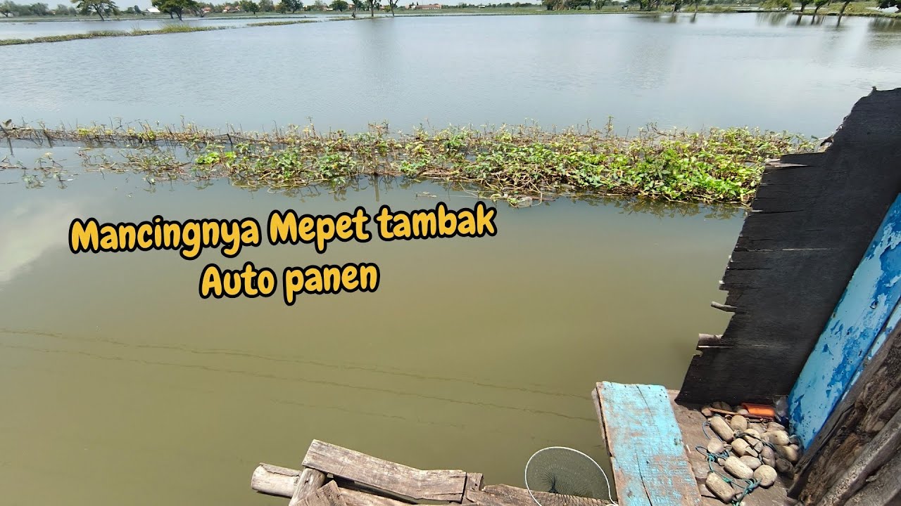 Spot idaman pemancing auto Panen ‼️ #fishing #mancing #mancingmania 