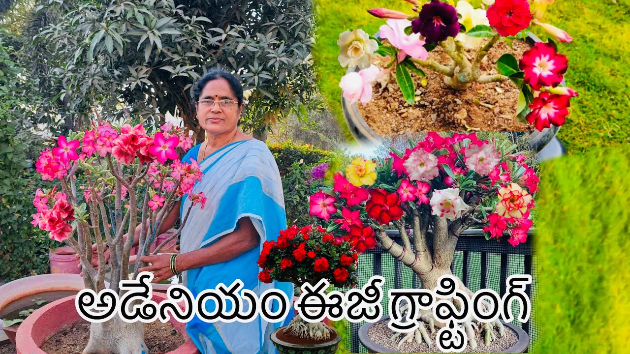 అడేనియం ఈజీ గ్రాఫ్టింగ్