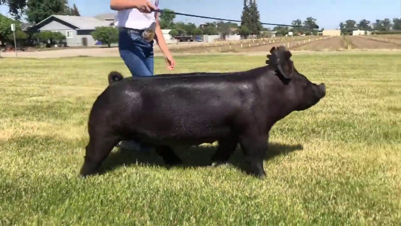 2020 Butte Stock Show - Breeding Gilts