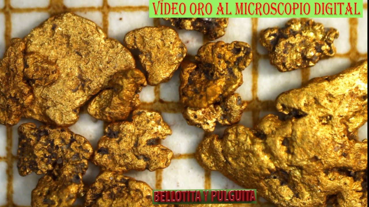 VIDEO ORO AL MICROSCOPIO DIGITAL bellotitaypulguita