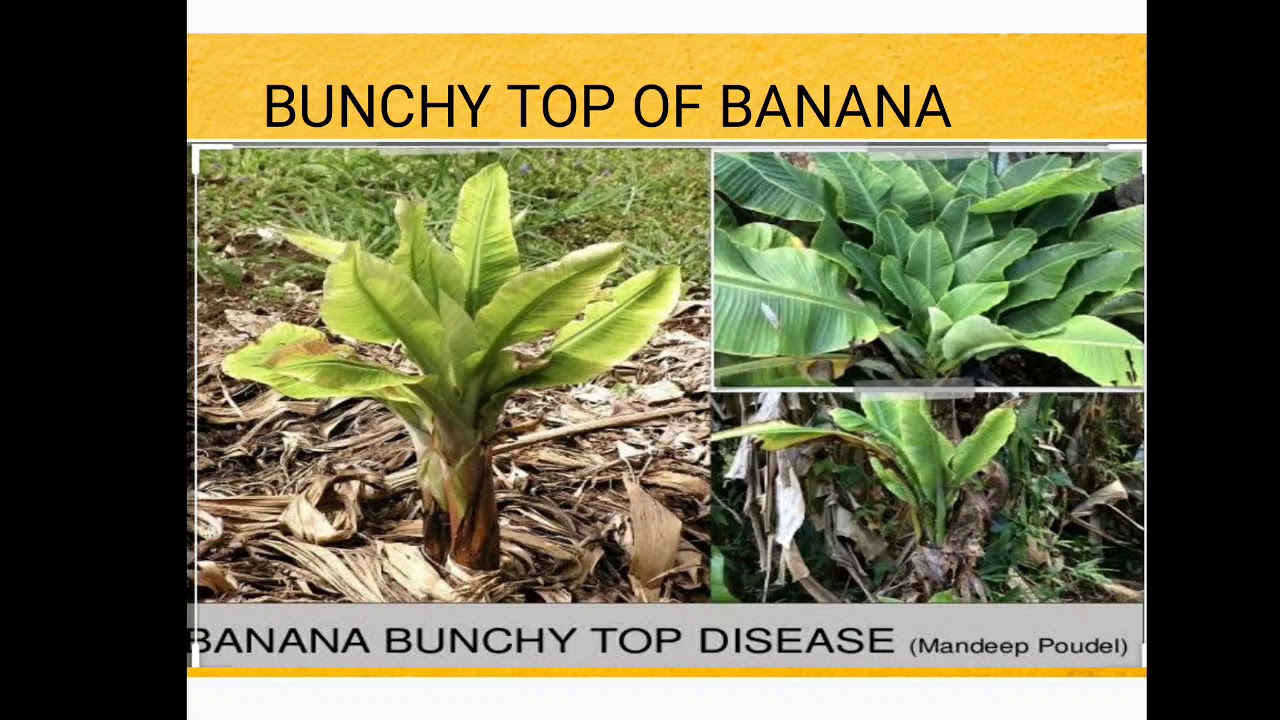 Bunchy top of banana