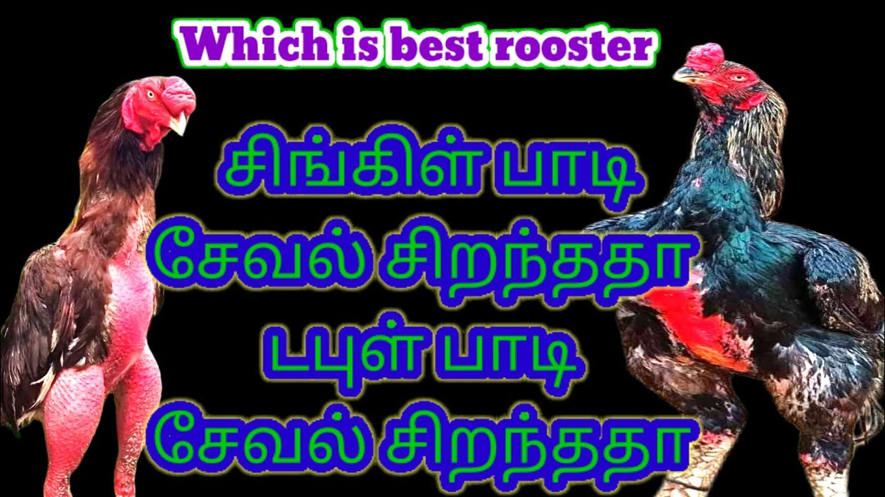 🤔Which is best rooster🤩டபுள் பாடி சேவல் பெஸ்டா சிங்கல் பாடி சேவல் பெஸ்டா