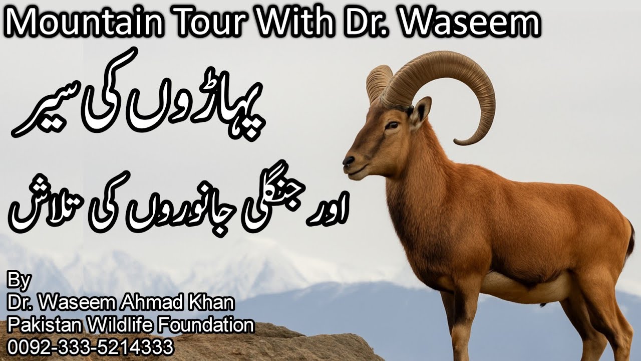 A Tour To Mountains With Dr. Waseem Ahmad Khan | Wild Animal Search On Mountains | Jungle Tour