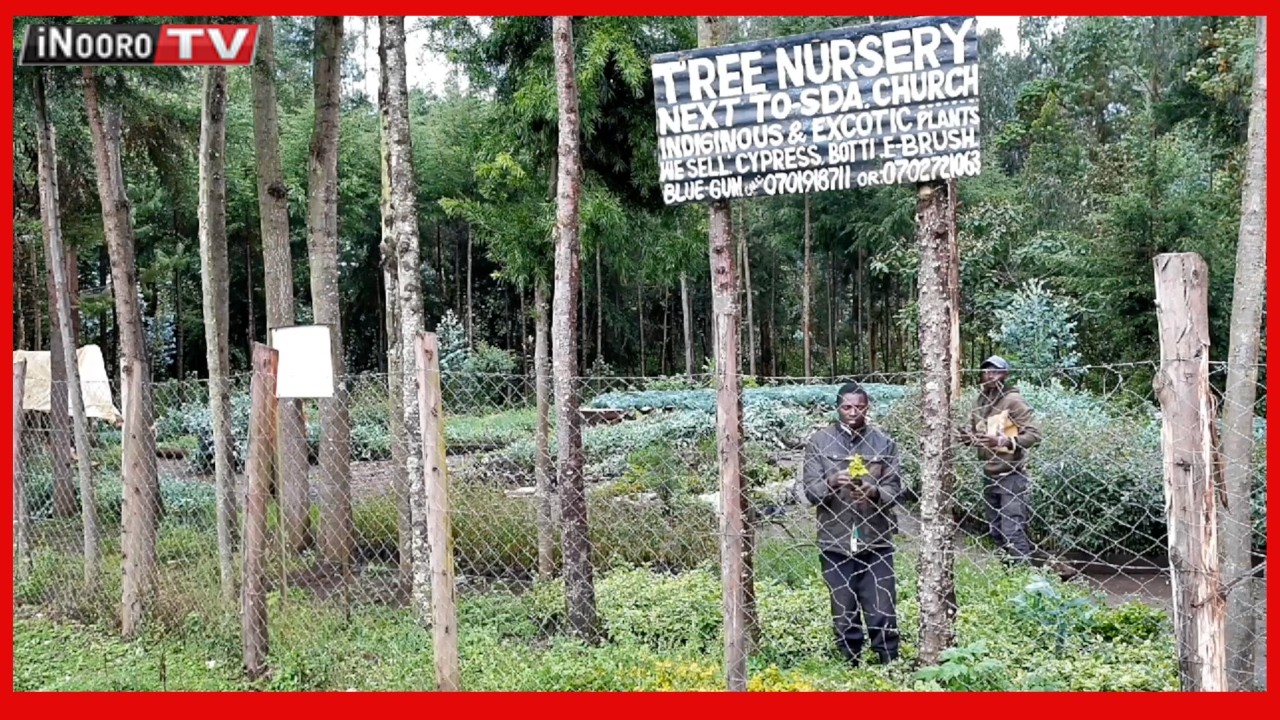 Mbeu njĩthi kũhanda mĩti na mboga Nyandarua