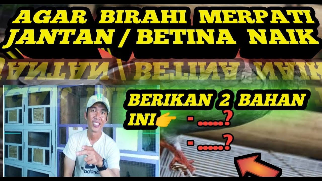 CARA MENAIKAN BIRAHI PADA MERPATI JANTAN ATAU PUN BETINA, CUKUP DENGAN 2 BAHAN INI