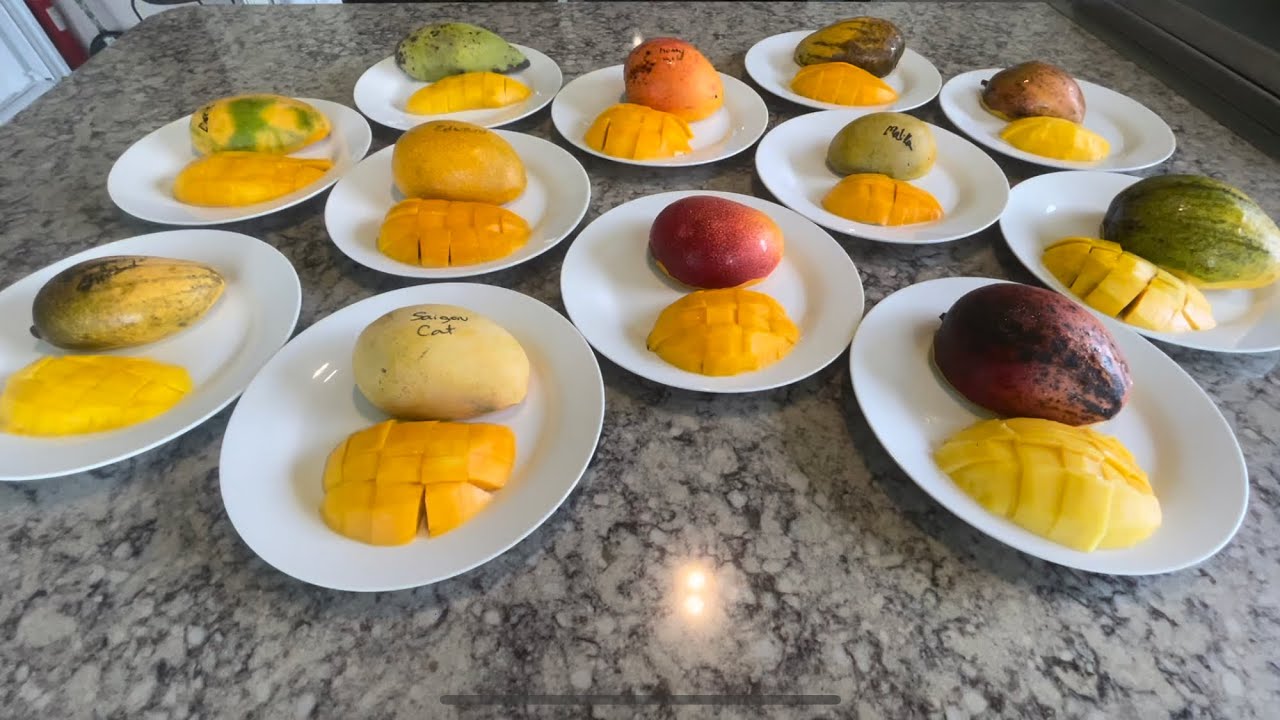 Taste testing 12 fiberless mango varieties from south Florida.  #mango #tastetest