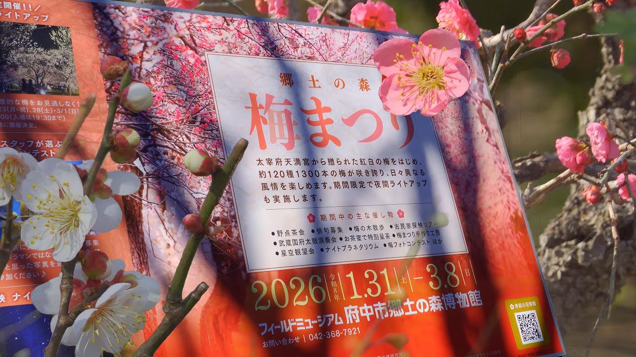 梅まつり　はじまる　郷土の森博物館　2026  　東京都府中市