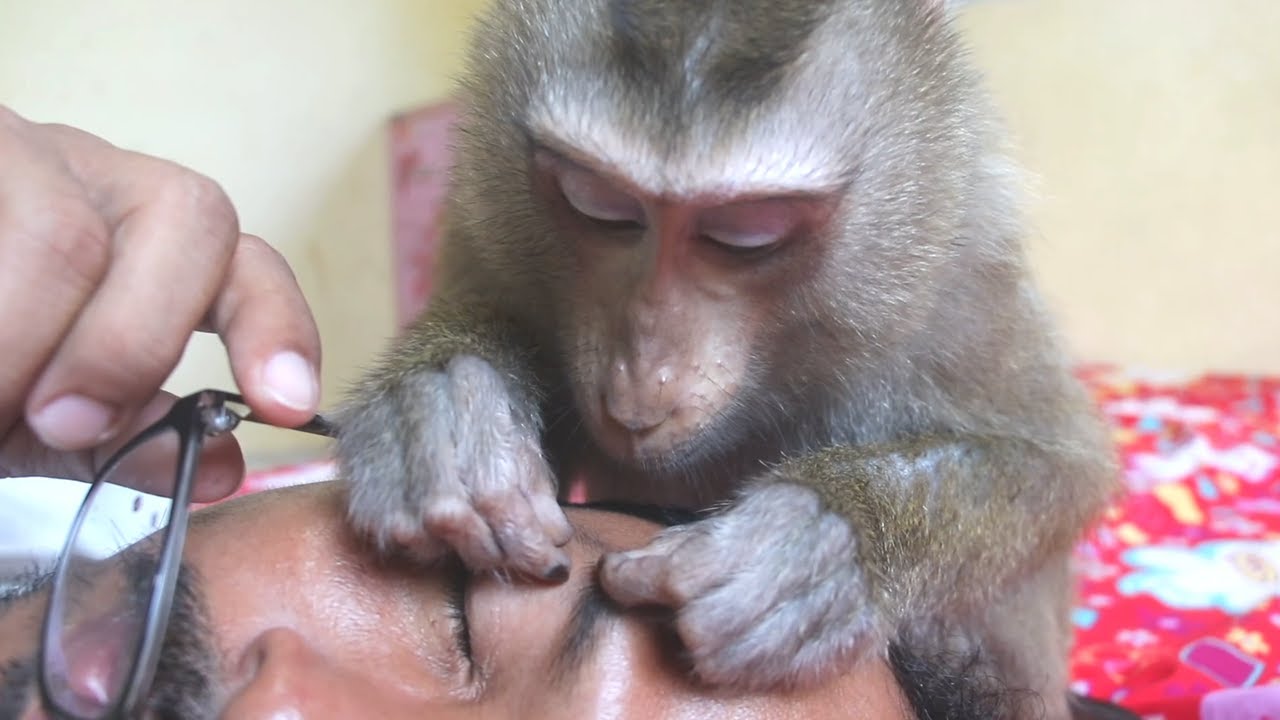 Monkey Bela Asmr Super Grooming Stress Relief, Smart Bela Relieve Stress Relaxing
