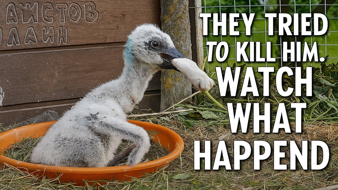 The story of a rescued baby stork whose parents decided to kill him. 2023.