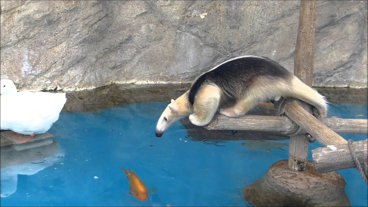 ミナミコアリクイのドンくん劇場③（20141117＠サンシャイン水族館）