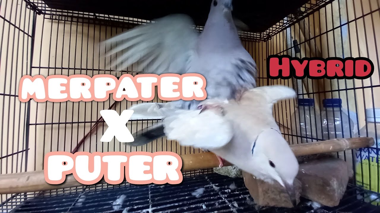 PROSES PENJODOHAN HINGGA KAWIN | BURUNG MERPATER X BURUNG PUTER PELUNG