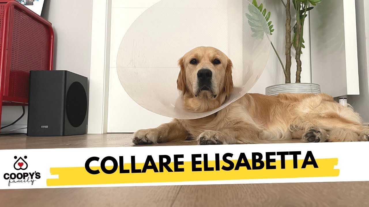 Che è successo a Coopy? Si è beccato una dermatite. E ora? COLLARE ELISABETTA.