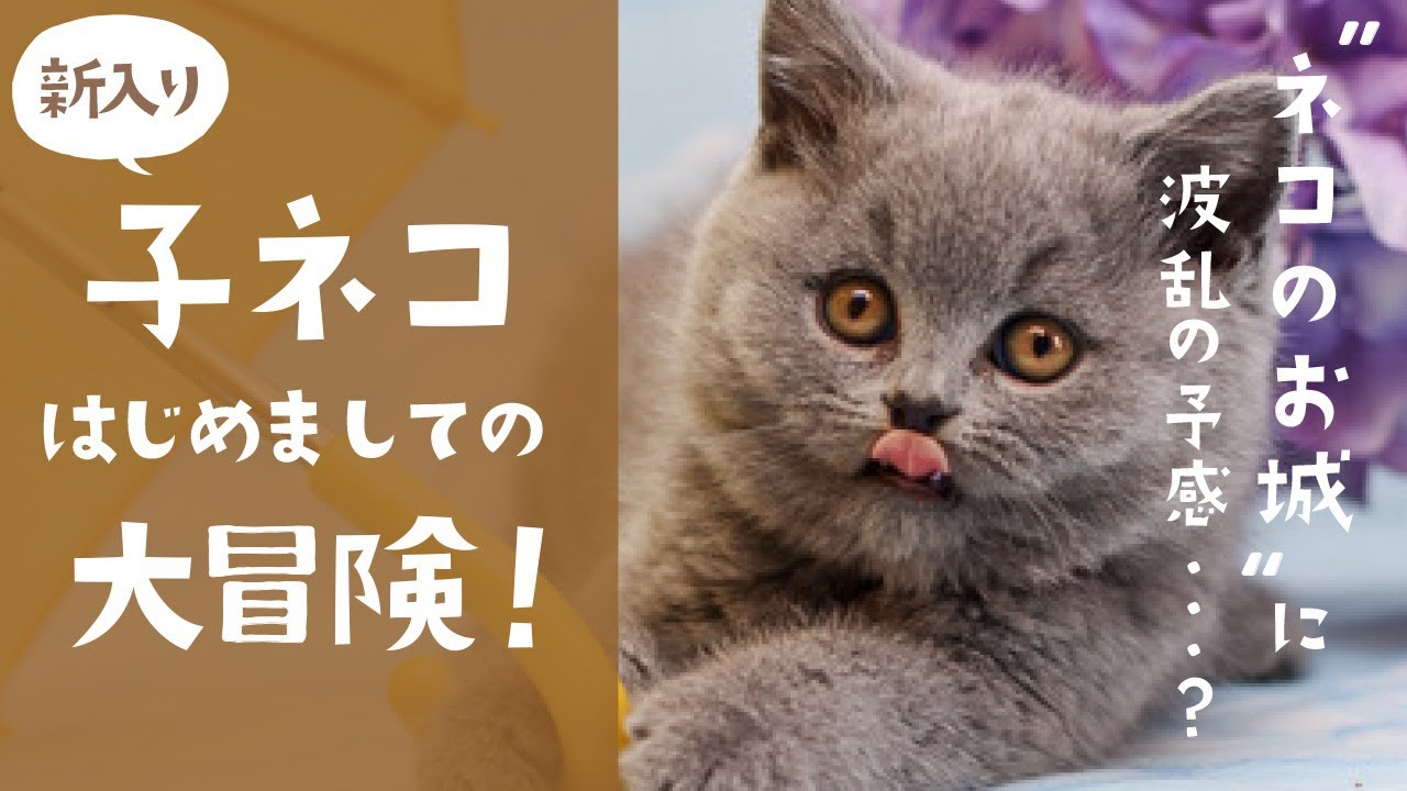 新入り子猫 はじめましての大冒険！