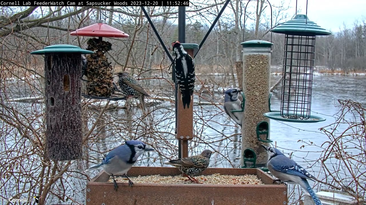 Forest Birds Flock For A Winter Lunch At Bustling Cornell Feeders – Dec. 20, 2023