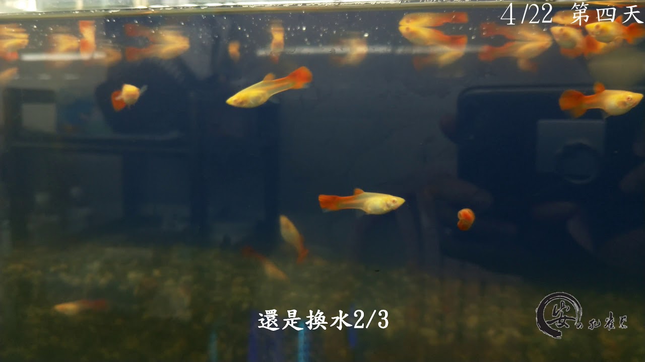 夾尾治療心得分享
