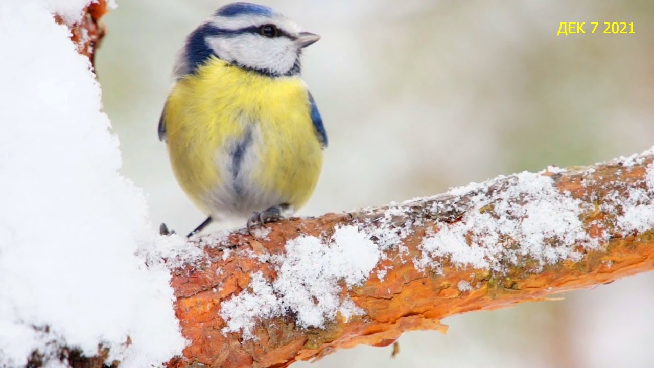 Лазоревка - Parus caeruleus лазоревка как выглядит? птица певчая