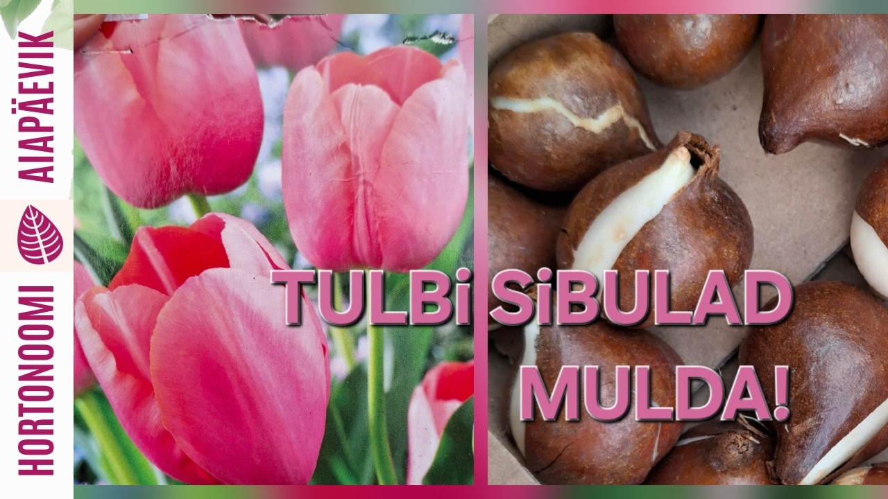 Kuidas sügisel tulbi sibulaid maha panna? peenrasse ja potti