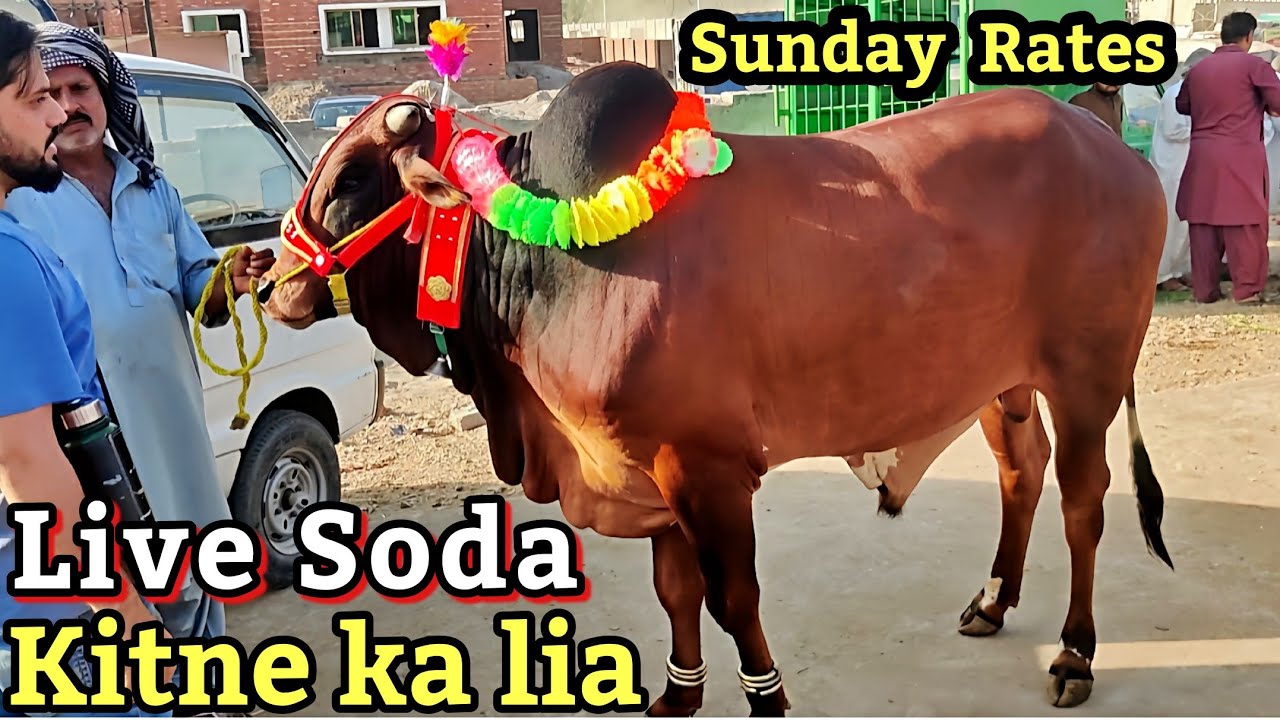 Shahpur kanjra mandi lahore 2025 | Cow mandi Lahore 2025 | Sahiwal chlolistani bachre | Bakra mandi