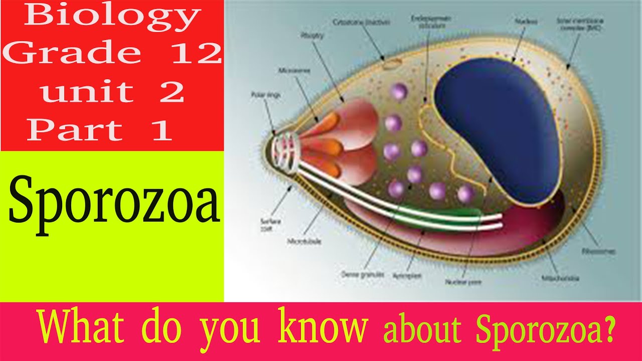 sprozoa part 1