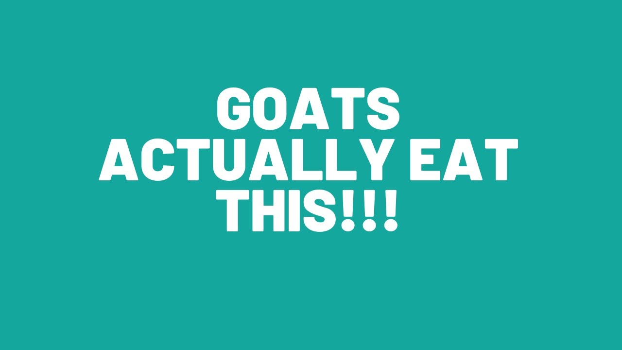 Grasses and shrubs that goats eat: What it takes to feed goats