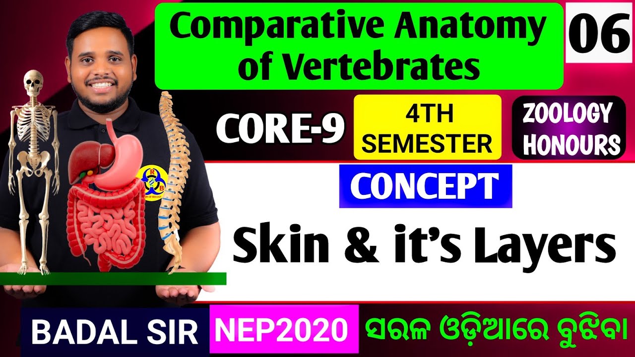 Skin|Layer of skin|4th semester zoology honours|Core9 zoology honours|4th semester zoology honours 
