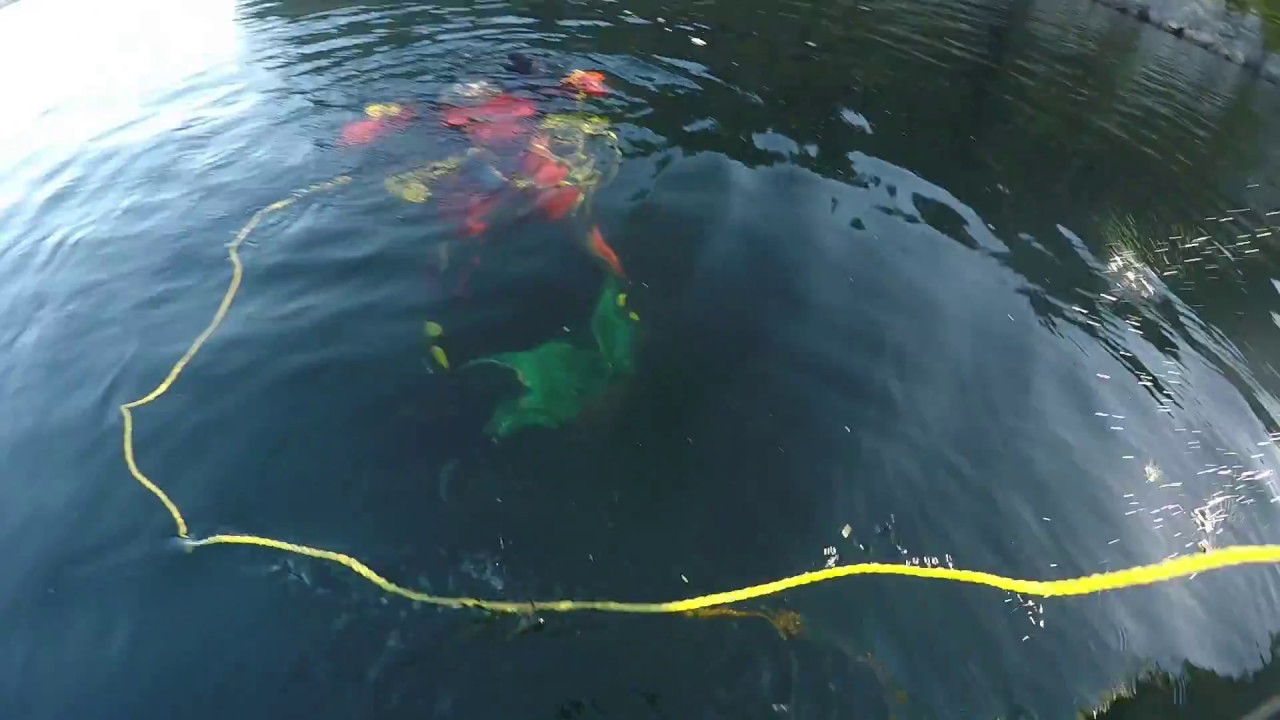 Scuba Diving for Large Sea Scallops in Newfoundland