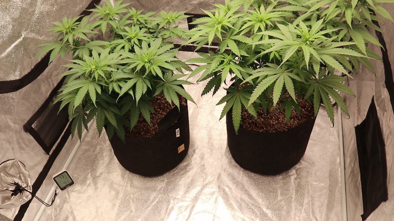 Indoor Grow Series Pt7