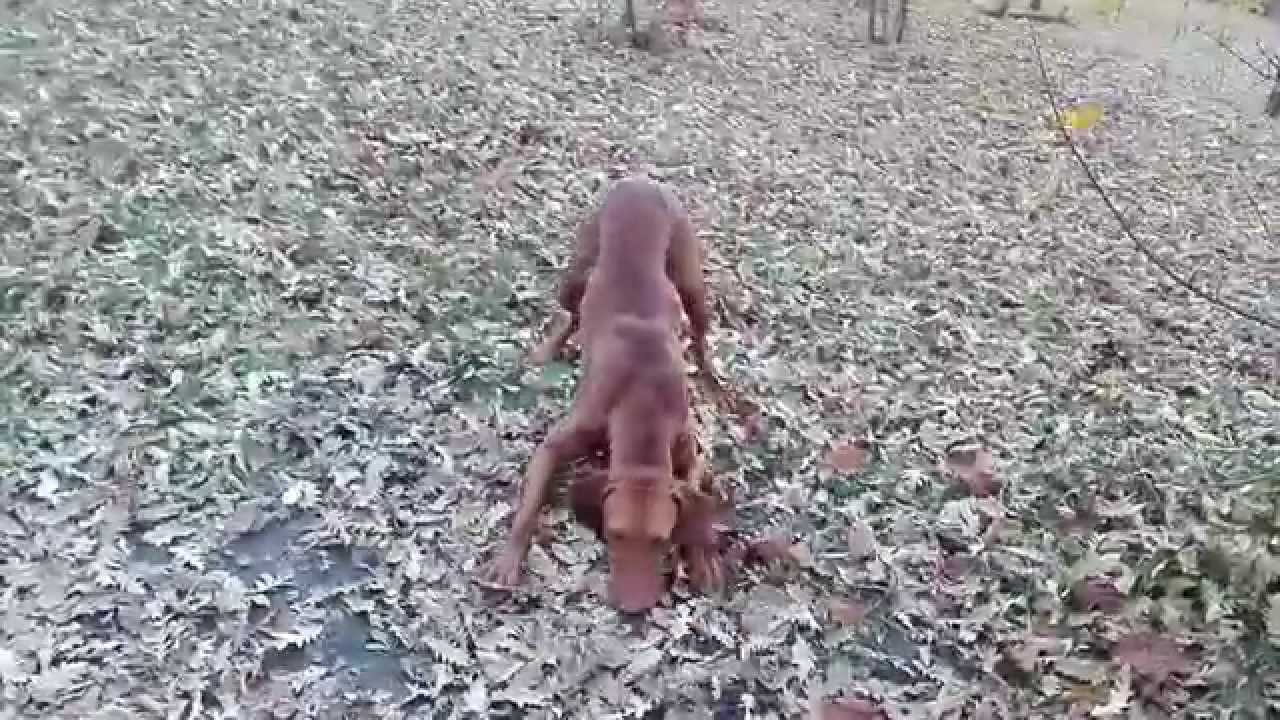 Saki gioca ALLEVAMENTO BRACCO UNGHERESE MAGYAR VIZSLA www.magyarvizsla.it