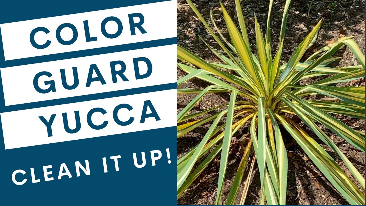 Cleaning Up a Color Guard Yucca