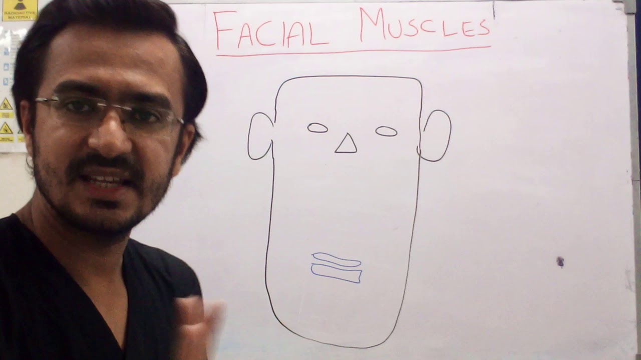 Facial Muscles Anatomy | Anatomy of Facial Muscles | (Urdu)