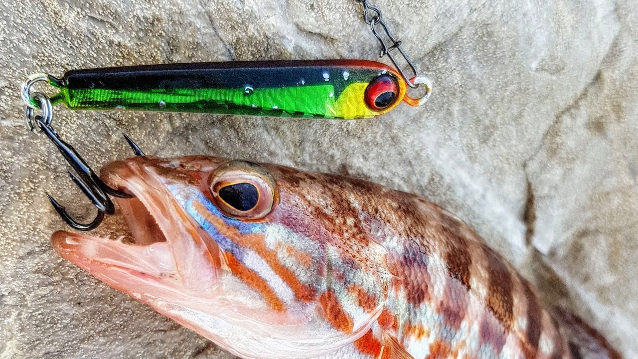 Daiwa PROREX MINI JIG 10gr тест на каменистом пирсе. Золотой групер и окунь-ханос