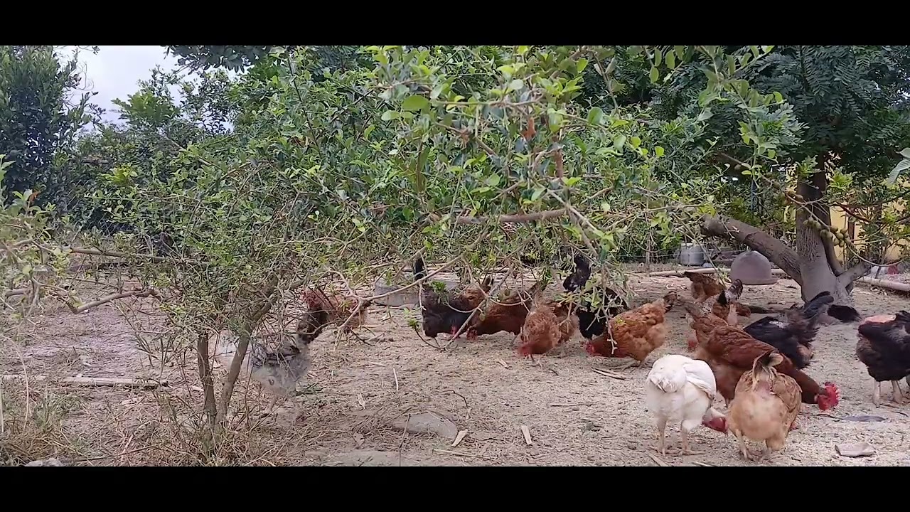 # Vida no campo natureza 🐔 