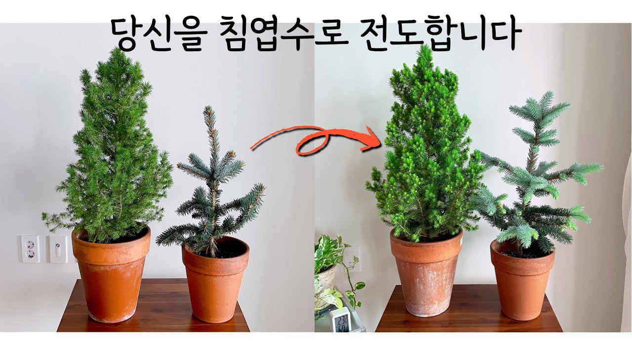 당신을 침엽수로 전도합니다ㅣ코니카가문비ㅣ은청가문비ㅣ침엽수를 키워야 하는 이유