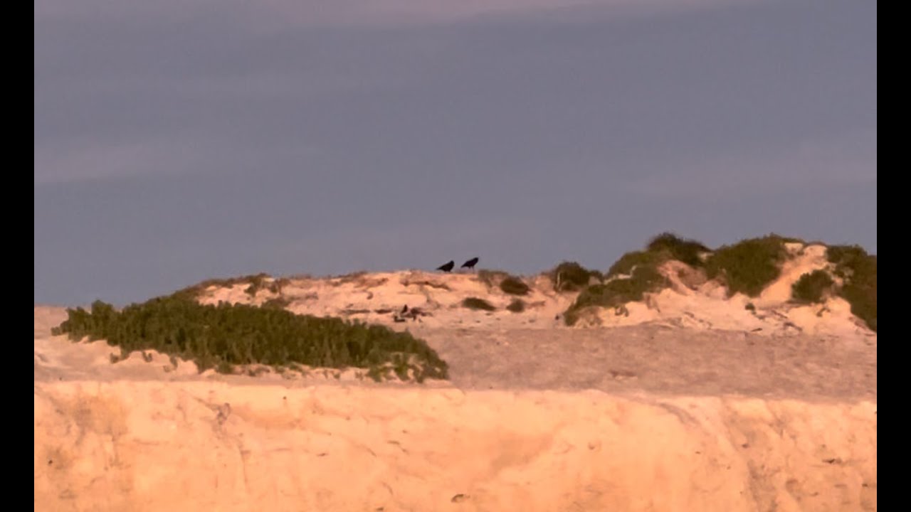 two birds watching the sunset