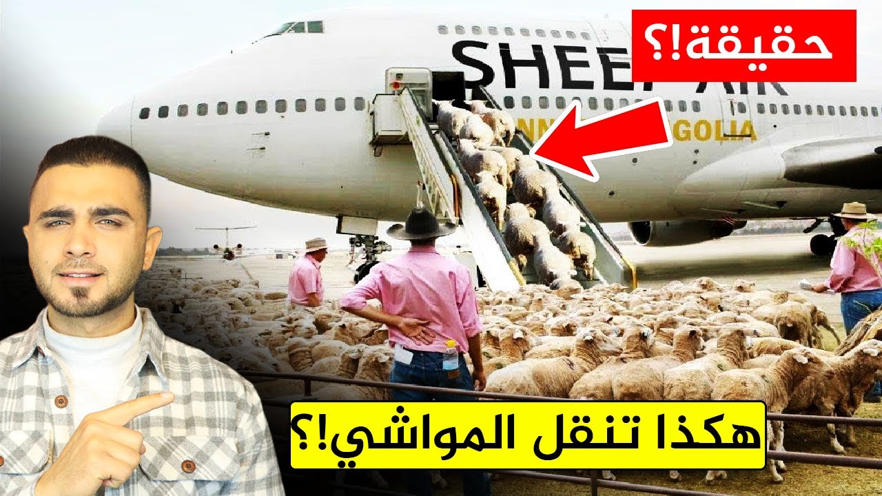كيف تنقل الأبقار والخراف عبر الطائرات والسفن قبل عيد الأضحى😱 عبقرية نقل المواشي 😱