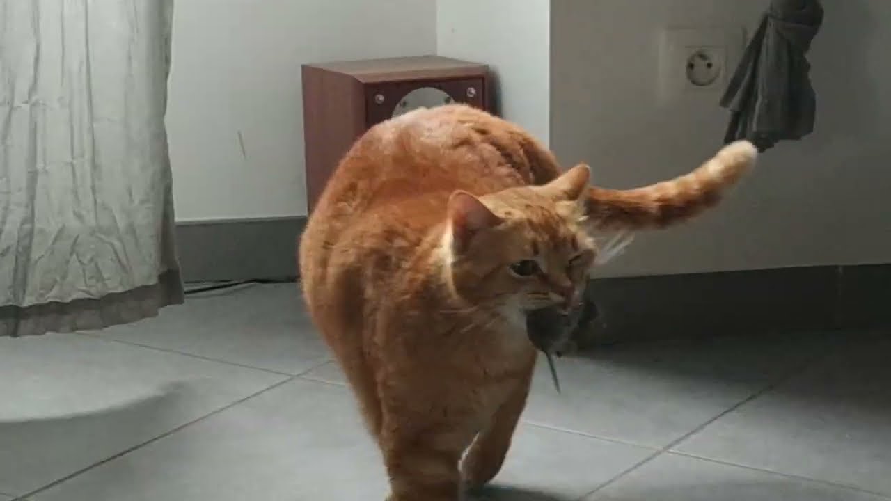 Chat qui attrape une souris