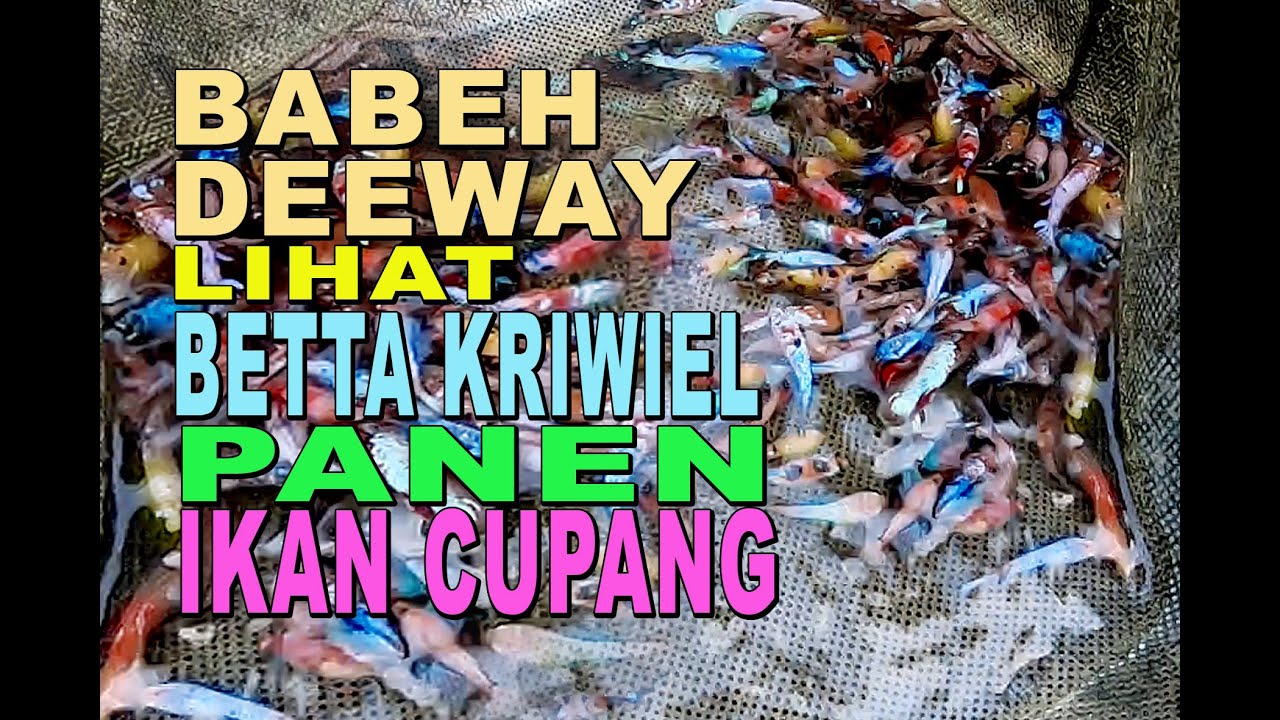 BABEH DEEWAY GEMBEL BINGUNG PANEN IKAN CUPANG BANYAK BANGET