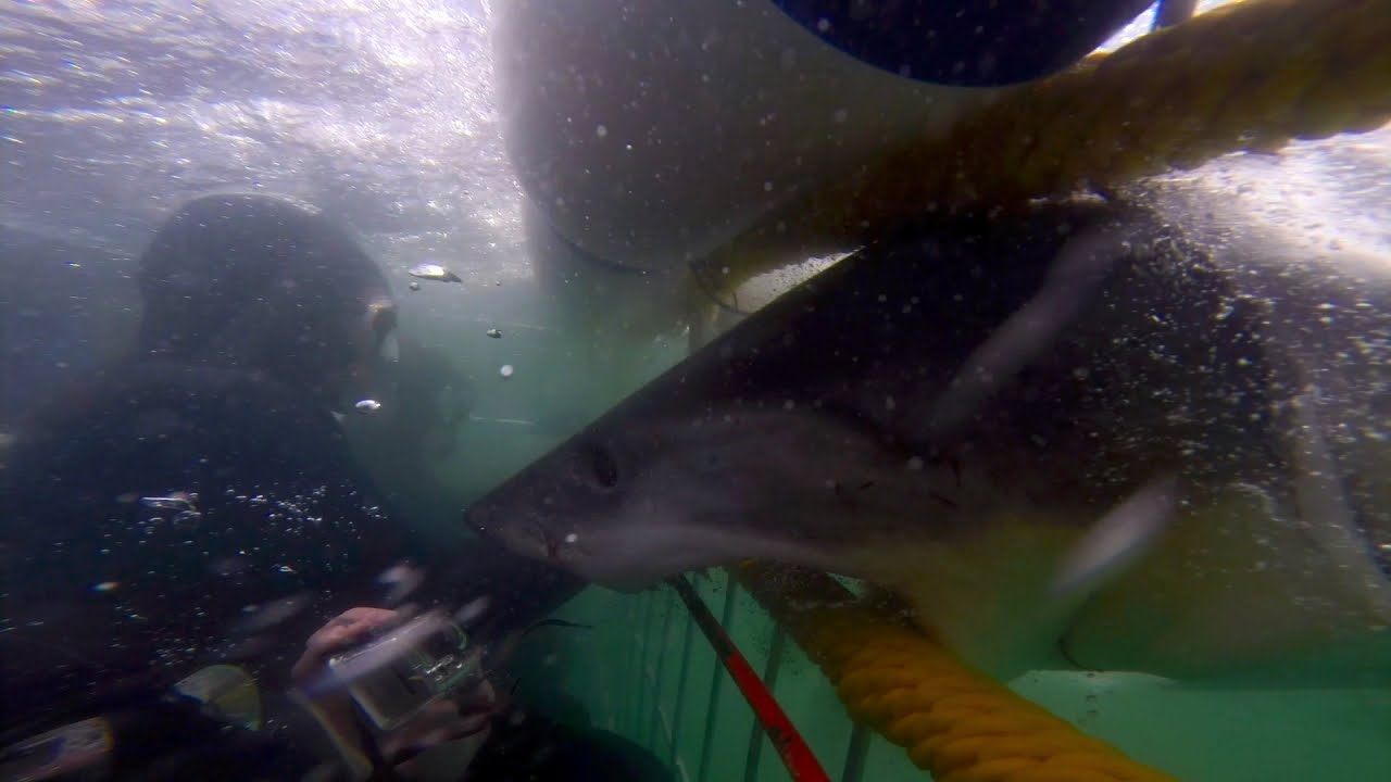 Dive In To Shark Week With The 13 Best Shark Videos